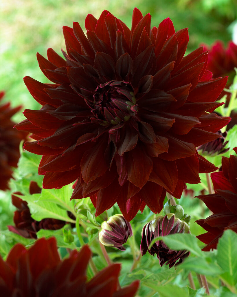 Dahlia Dekorativ Rip City 1-pack